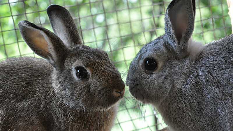 Kaninchen mit Stehohren: Sind sie die idealen Haustiere für Kinder?
